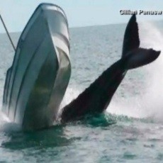 Paus Seberat 30 Ton Nyaris Bikin Kapal Terbalik di Perairan Meksiko