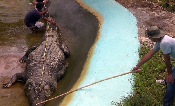  Buaya Terbesar di Dunia Mati di Filipina Warga Menangis