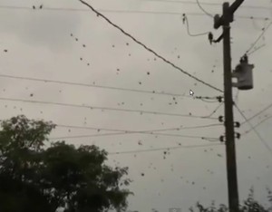 Aneh Tapi Nyata, Hujan Laba-laba Terjadi di Brazil