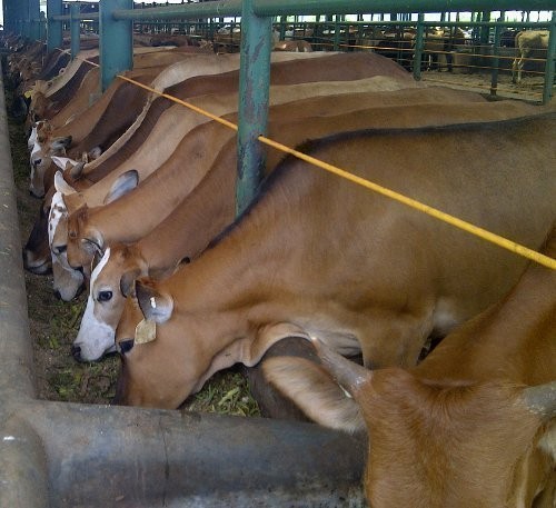 Ini Saran Anggota DPR ke Pemerintah Untuk Capai Swasembada Daging