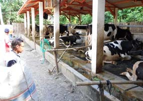 Limbah Peternakan Sapi Perah di Situbondo Diprotes Warga