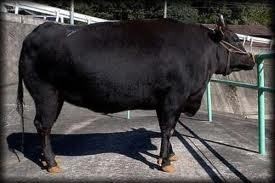 Ini Dia Tiga Raksasa Produsen Sapi Wagyu Asal Jepang