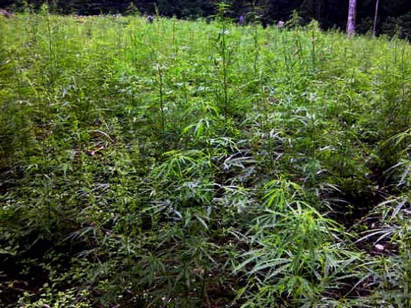 Polisi Temukan 23 Hektare Ladang Ganja di Aceh