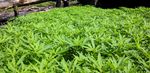 Polisi Temukan 23 Hektare Ladang Ganja di Aceh