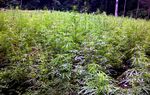 Polisi Temukan 23 Hektare Ladang Ganja di Aceh
