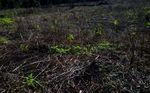Polisi Temukan 23 Hektare Ladang Ganja di Aceh