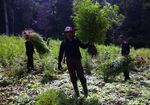 Polisi Temukan 23 Hektare Ladang Ganja di Aceh