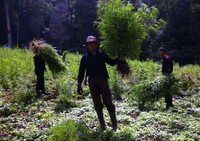 Dalam operasi itu, polisi berhasil menangkap seorang petani ganja yang merupakan warga sekitar. Petugas menangkap ketika sang pemilik ladang ganja tengah memanen dan membawa ganja di saat malam. (Iptu Raja Harahap)