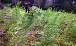 Polisi Temukan 23 Hektare Ladang Ganja di Aceh