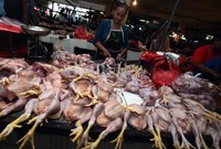 Para penjual ayam mengeluh soal ketersediaan pasokan ayam.