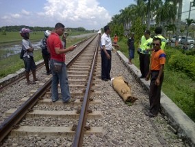 Seorang Pria Tewas Tabrakkan Diri ke Kereta Api