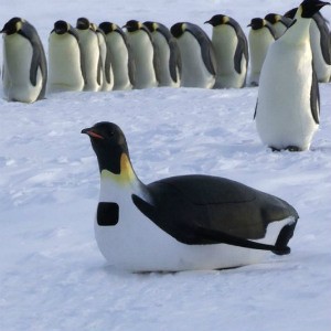 Kamera Pinguin: Jadi Mata-mata Sampai Diserang Pinguin Asli