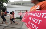 Pisang Valentine Ala Pecinta Orangutan