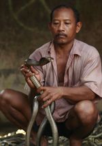 Meraup Rupiah Dari Bisnis Ular