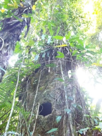 Kisah Romeo-Juliet dan Pohon Makam Bayi di Toraja