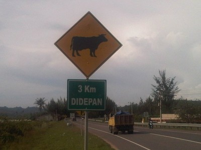 Awas! Ada Sapi