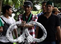 Demonstran melakukan aksi teaterikal memborgol 'ibas' dengan borgol raksasa. Ramses/detikFoto.