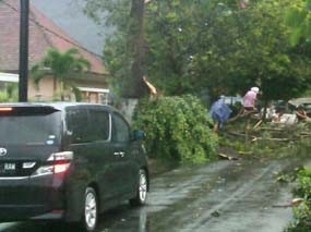 Hujan Deras, Biker Tertimpa Pohon Asem