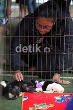 Berburu Anjing Lucu untuk Diadopsi