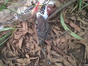 Lima Kodok Mati di Area Asap Misterius Taman Ganesha