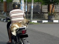 Anjing dengan tenang duduk di belakang. (Foto: Denny Surya Putra).