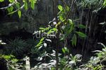 Gua Binsari, Kuburan 3 Ribu Tentara Jepang