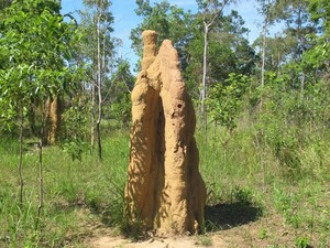 Belajar Hidup Bijak dari Rumah Semut di Merauke