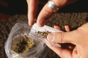 Bakal Ada Wisata Ganja di Colorado