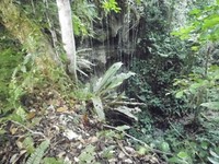 Di Gua Binsari, turis bisa melihat 2 lubang yang mirip sumur raksasa dengan diameter 10 meter dan kedalaman 20 meter (Hany/detikTravel)