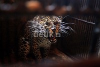 Seekor macan tutul meraung di penangkaran camping ground, Taman Safari Indonesia (TSI).