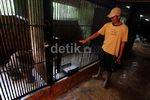 Mengunjungi Penangkaran Macan Tutul di TSI