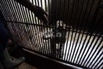 Mengunjungi Penangkaran Macan Tutul di TSI