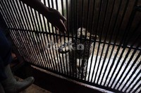 Nurdin Abdullah (30), memeriksa kondisi macan tutul di camping ground, Taman Safari Indonesia (TSI).