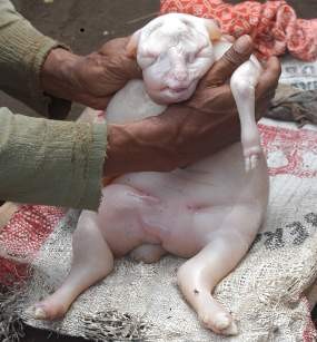 Anak Kambing Mirip Bayi Manusia Hebohkan Warga
