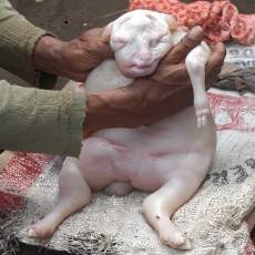 Anak Kambing Mirip Bayi Manusia Hebohkan Warga