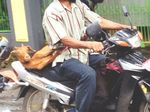 Kambing Diikat di Motor
