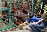 Gunungan Buah Untuk Orangutan