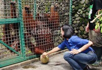     Putri Sulung Sri Sultan Hamengku Buwono X, GKR Pembayun memberikan buah durian pada orangutan yang dirawat di WRC sebelum dikembalikan ke habitatnya.               