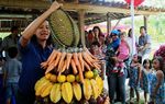 Gunungan Buah Untuk Orangutan