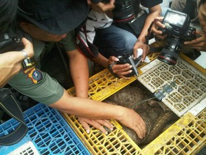Bea Cukai Gagalkan Rencana Penyelundupan 128 Trenggiling ke Malaysia