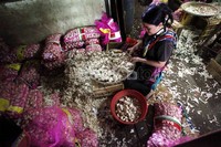 Seorang pedagang mengupas kulit bawang di Pasar Induk Kramatjati, Jakarta Timur. Saat ini Indonesia masih rajin impor bawang putih dari China dan Thailand hingga 60%.