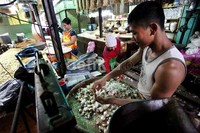 Badan Pusat Statistik mencatat sepanjang tahun 2012, Indonesia mengimpor 415.000 ton bawang putih dari beberapa negara dengan nilai US$ 242,3 juta atau senilai Rp 2,3 triliun bawang putih. Mayoritas bawang putih impor datang dari China yaitu sebanyak 410.100 ton dengan nilai US$ 239,4 juta atau Rp 2,27 triliun untuk periode Januari hingga Desember 2012.