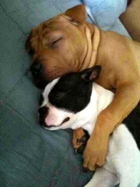 Lucunya Anjing Peliharaan 5 Artis Ganteng Korea Ini