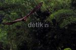 Hore! Elang Jawa Dilepaskan di Merapi