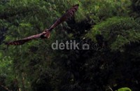 Elang Jawa berkelamin jantan dilepaskan di kawasan leteng Merapi yang merupakan habibat elang yang dianggap identik dengan burung garuda lambang negara Indonesia.