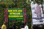 Hore! Elang Jawa Dilepaskan di Merapi