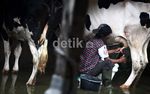 RI Impor Susu Rp 6 triliun Setahun