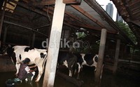 Dewan Persusuan Nasional (DPN) memperkirakan tahun 2020 Indonesia akan banyak impor susu bubuk dari negara lain.     