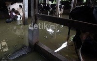  Produksi susu lokal setiap tahun terus melorot sementara permintaan susu di dalam negeri bertambah.     
