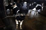 RI Impor Susu Rp 6 triliun Setahun